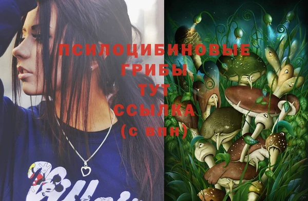 прущие грибы Абинск